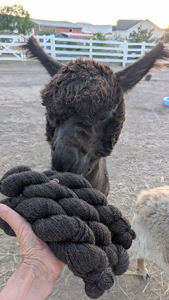 Alpaca Yarn - Archie