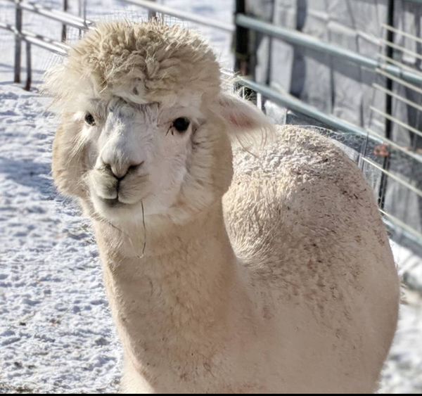 Alpaca Roving