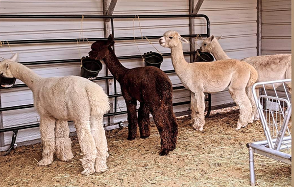 Alpaca Dryer Balls Set of 2