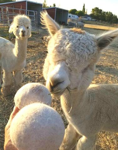 Alpaca Dryer Balls Set of 2